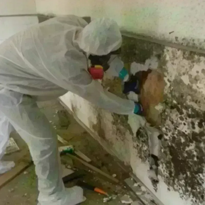 Mold Remediation and Removal in Earlington, KY